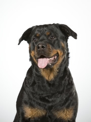 Rottweiler portrait. Image taken in a studio.