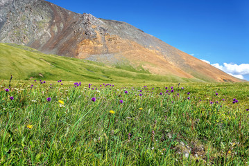 wild flowers mountains meadow alpine hills