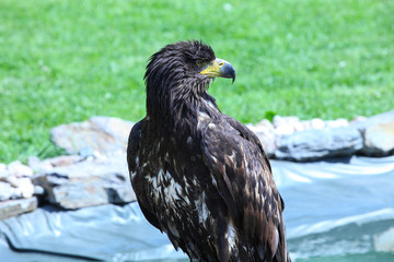 Eagle on the green background