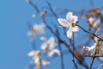 White flower, Bauhinia variegata,Orchid tree, Camel's Foot Tree,Bauhinia variegata is a species of plant family Fabaceae..