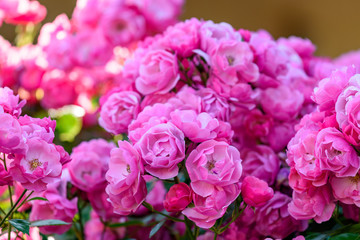 ピンク色の満開のバラの花