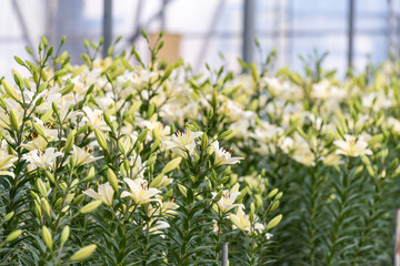 白いユリの花畑