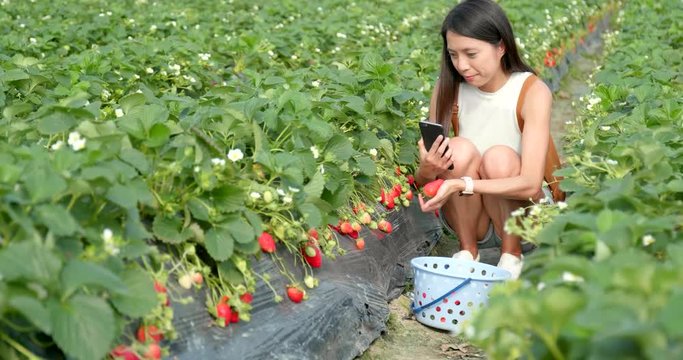 Woman taking photo with cellphone for her strawberry with field