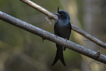 Crested Drongo - Dicrurus forficatus, beautiful black crested bird endemic in Madagascar dry forests. Kirindy.