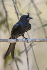 Crested Drongo - Dicrurus forficatus, beautiful black crested bird endemic in Madagascar dry forests. Kirindy.