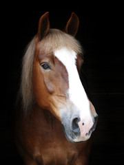Obraz premium Chestnut Horse Headshot