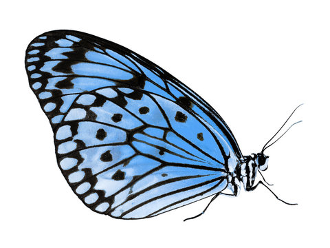 A paper kite butterfly, rice paper butterfly or large tree nymph, Idea leuconoe, The big white butterfly sits with its wings closed. Side view, isolated on white background, color change to blue.