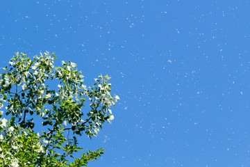 Bright blue summer sky with a cottonwood tree releasing its seeds. Concepts of summer, spring,...