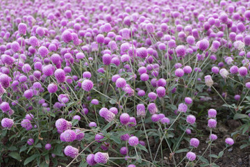 Globe Amaranth or Bachelor Button garden