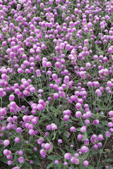 Naklejka premium Globe Amaranth or Bachelor Button garden