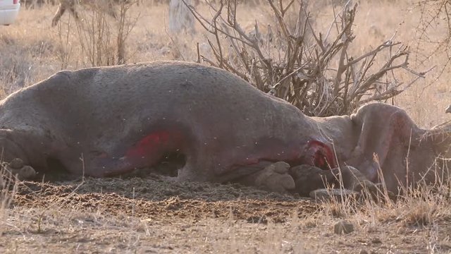 iena animale selvatico
