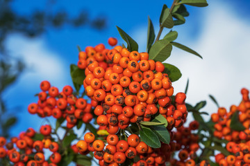 Rowan tree with berry against blue sky