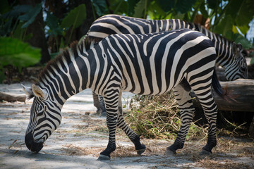 Fototapeta na wymiar Two zebras standing on the nature background close to each other. Animals eats and drinks outdoors