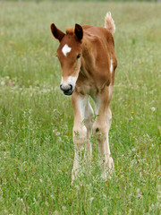 Naklejka na ściany i meble Foal In A Meadow