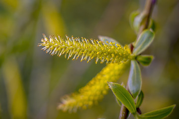 Blume Baum Jahr Lenz Weide Weiss Bluete im Garten Frueh