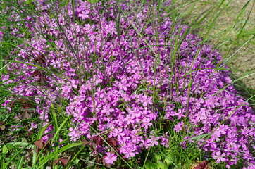 Phlox subulate (lat. Phlox subulata) on the flower bed