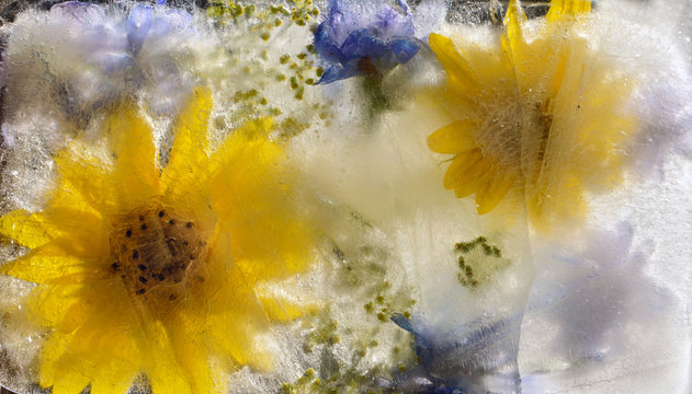 sunflower in ice