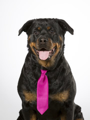 Rottweiler portrait in a studio. Funny business dog. The dog is wearing purple tie.