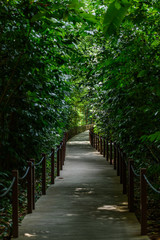 Obraz premium Pathway through the botanical gardens