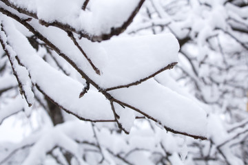 Beautiful snowfall. Snow on the branches of bushes and trees