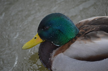 Duck