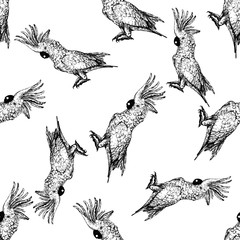 Seamless pattern of hand drawn sketch style cockatoo parrot. Vector illustration isolated on white background. - obrazy, fototapety, plakaty