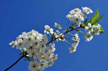 Цветущая ветка вишни на фоне голубого неба.