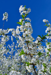 Вишневое дерево весной цветет.