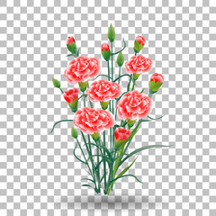 red carnation schabaud flower, green stem, leaves on transparent background, collection for Mother s Day, victory day, digital draw, vintage illustration, watercolor style, vector