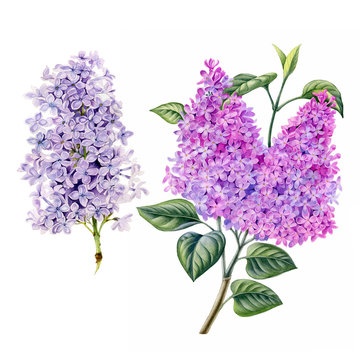 Watercolor hand painted lilac branchesset. Can be used as print, postcard, poster, wedding invitation, greeting card, packaging design, label, textile, stickers, book or magazine illustration.