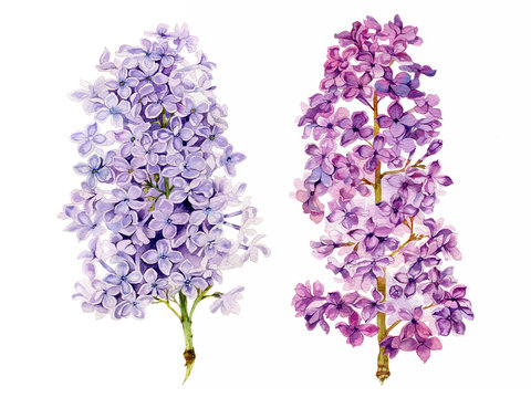 Watercolor painted lilac flower branches set. Can be used as print, postcard, invitation, greeting card, packaging design, element design, book or magazine illustration, textile design and so on.
