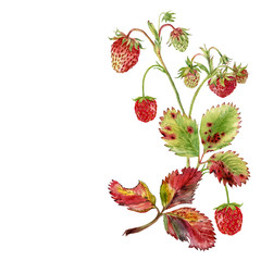 Watercolor hand painter strawberry illustration. Can be used as print, postcard, invitation, packaging design, stickers, tattoo, illustration and so on.