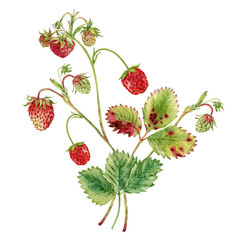 Strawberries watercolor berries, element design, botanical illustration, Can be used as print, packaging design, label, sticker, fabric.