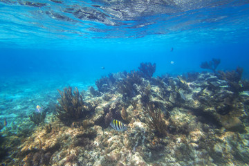Fototapeta na wymiar Fishes swimming in the Caribbean Sea of Mexico