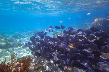 Shoal of fishes in the Caribbean Sea of Mexico