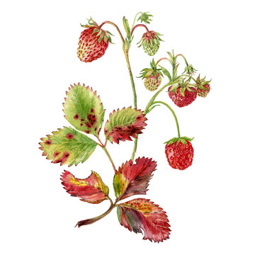Strawberries bush, watercolor hand drawn strawberries botanical illustration. Can be used as print, postcard, invitation, greeting card, packaging design, textile, stickers.