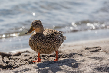 Duck on beach