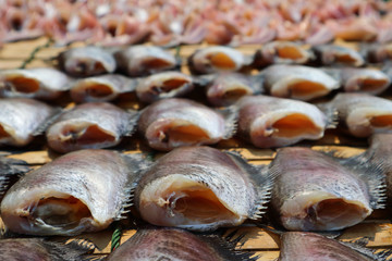 Trichogaster pectoralis,Fish is one of the most popular foods in Thailand.