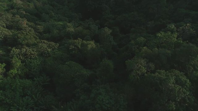 Tropical Thai jungles drone flight, wild nature tree and palm