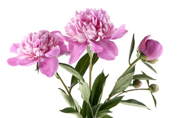 pink peony isolated on white background