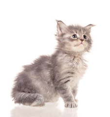 Maine Coon kitten