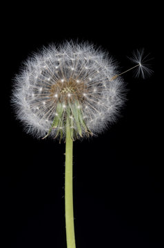 Fototapeta Old dandelion flower