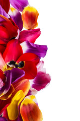 Obraz na płótnie Canvas Background of petals tulips