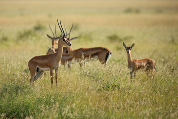 Naklejka na ściany i meble Grant's Gazelle - Nanger granti, small fast antelope from African savanna, Tsavo National Park, Kenya.