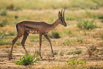 Grant's Gazelle - Nanger granti, small fast antelope from African savanna, Tsavo National Park, Kenya.