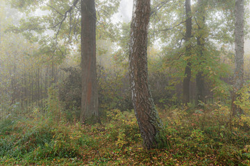 Misty morning in the woods in the fall. Morning, autumn. Birch grove near the city. 
