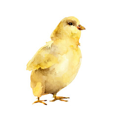 Yellow watercolor chicken on white background - 196030452