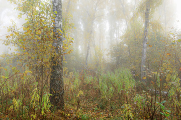 Misty morning in the woods in the fall. Morning, autumn. Birch grove near the city. 