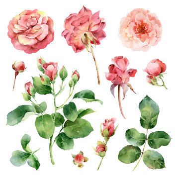 Big watercolor set with roses