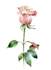 Single pink rose isolated on white background - obrazy, fototapety, plakaty